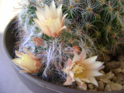 Mammillaria bocasana