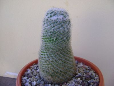 Mammillaria supertexta