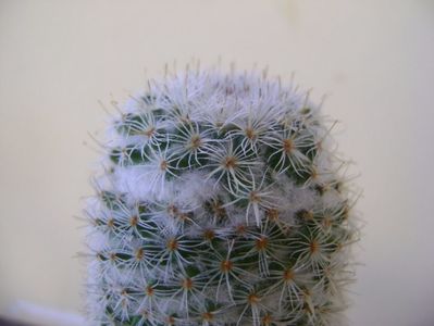 Mammillaria supertexta