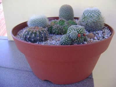 Grup de 6 cactusi; M. columbiana v. yucatanensis
Notocactus scopa v. albispinum
Colonie formata din 3 feluri de M. polythele
Rebutia krainziana
Mammillaria matudae
Notocactus uebelmannianus (Parodia werneri)
