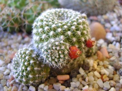 Rebutia krainziana