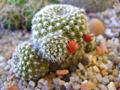 Rebutia krainziana