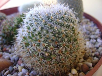 Mammillaria columbiana v. yucatanensis