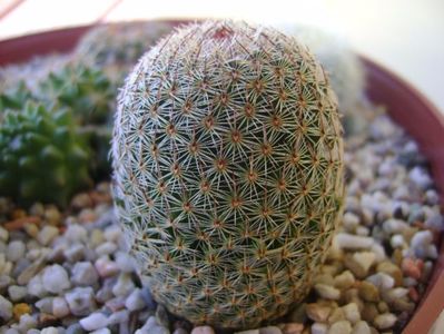 Mammillaria matudae