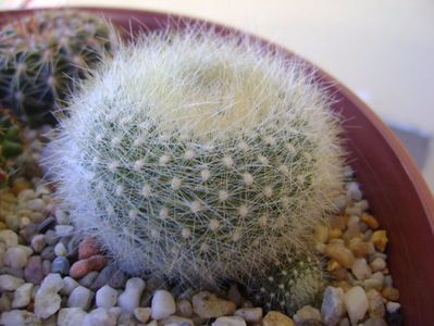 Brasilicactus graessneri (Parodia haselbergii ssp. graessneri)