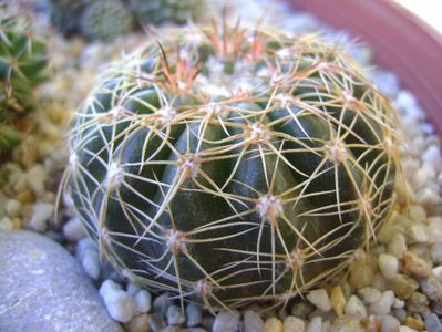 Parodia werneri (Notocactus uebelmannianus)