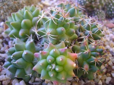 Mammillaria polythele cv. Stachellos & Mammillaria polythele ssp. obconella; colonie formata din 3 varietati de Mammillaria polythele
