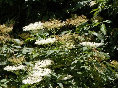 sambucus nigra