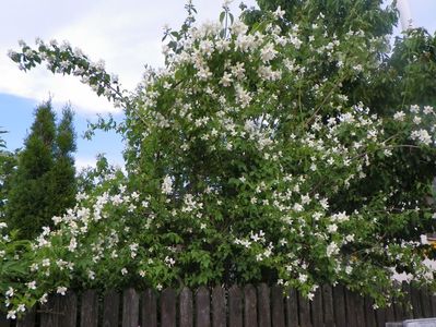 philadelphus inodorus