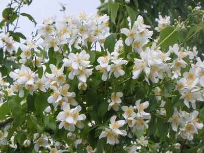 philadelphus inodorus