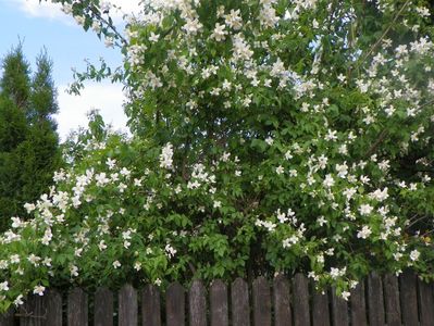 philadelphus inodorus