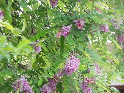 robinia hispida