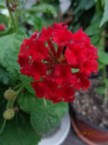 lantana rosie