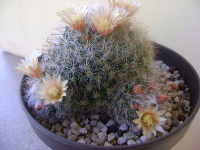 Mammillaria bocasana