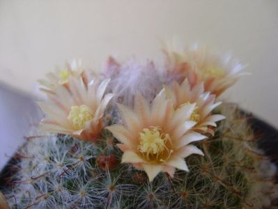 Mammillaria bocasana