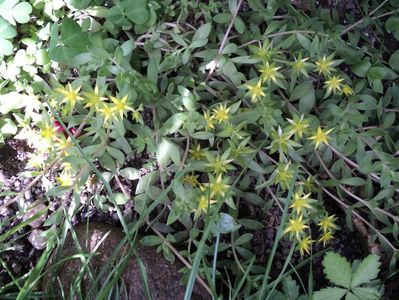 sedum sarmentosum