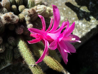 Aporocactus flagelliformis (coada sobolanului)