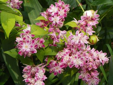 deutzia Strawberry Fields