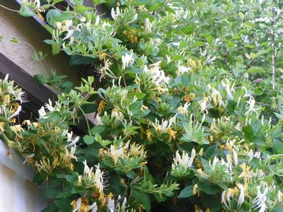 lonicera japonica