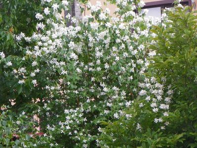 philadelphus inodorus