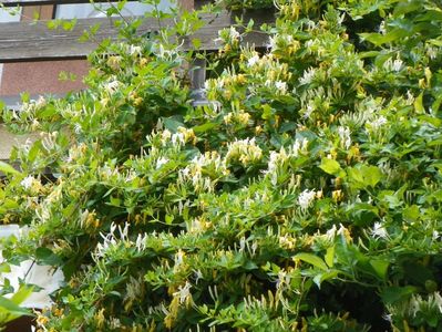 lonicera japonica