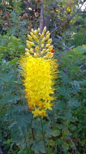 eremurus galben