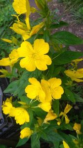 oenothera fruticosa