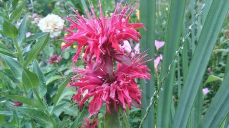 menta indiana(monarda)