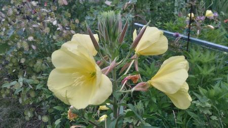 oenothera biennis