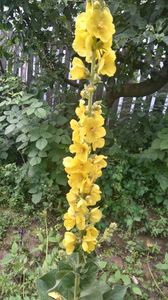 lumanarica-Verbascum densiflorum