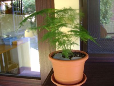 Asparagus plumosa