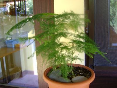 Asparagus plumosa