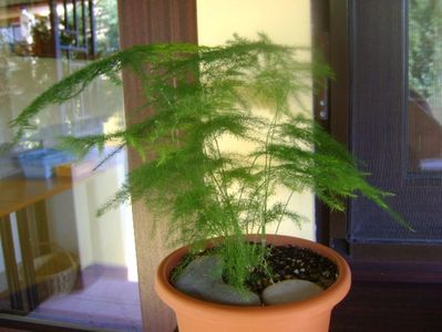 Asparagus plumosa