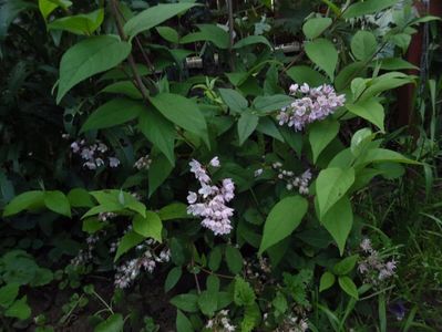 Deutzia