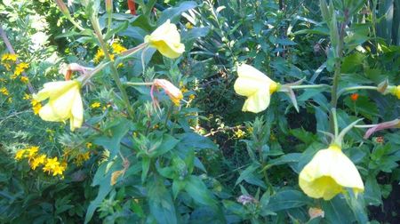 oenothera biennis