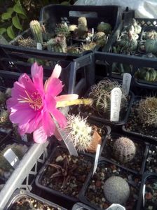 echinopsis