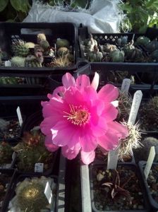 echinopsis