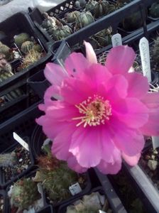 echinopsis