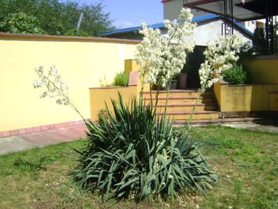 Yucca gloriosa; iunie 2017
