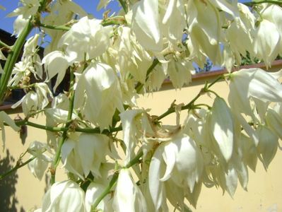 Yucca gloriosa; iunie 2017
