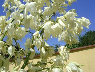 Yucca gloriosa; iunie 2017
