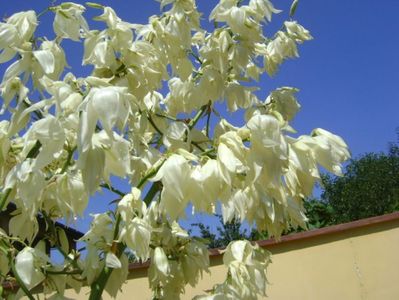 Yucca gloriosa; iunie 2017
