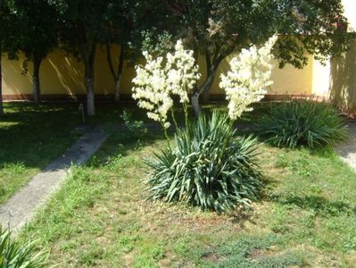 Yucca gloriosa; iunie 2017
