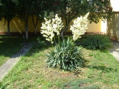 Yucca gloriosa; iunie 2017
