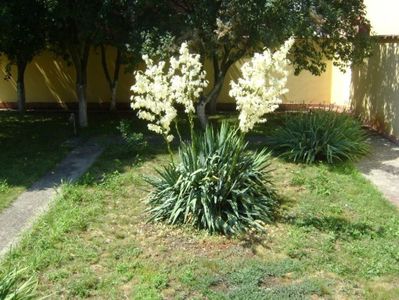 Yucca gloriosa; iunie 2017
