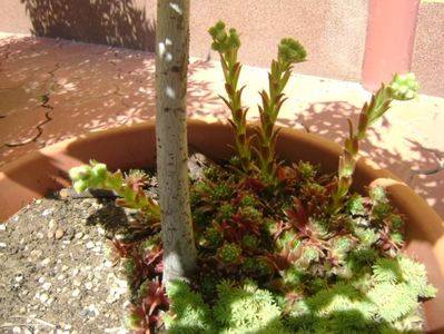 Sempervivum