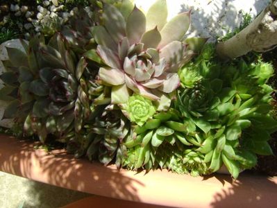 Sempervivum