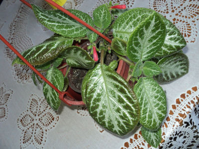 Episcia...Ne pregatim sa inflorim 28 iun 2017