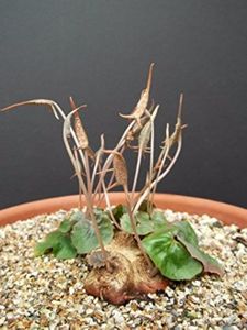 Dorstenia barnimiana