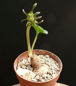 Dorstenia barnimiana